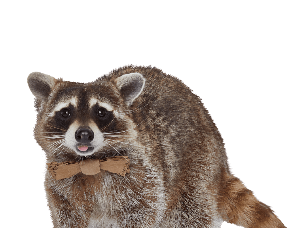 Recycling Raccoon Carlos Cardboard