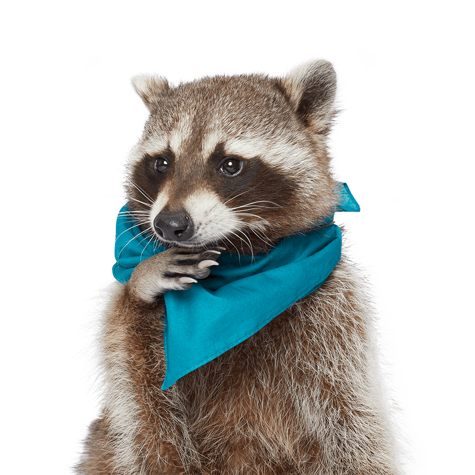 Recycling Raccoon Frank