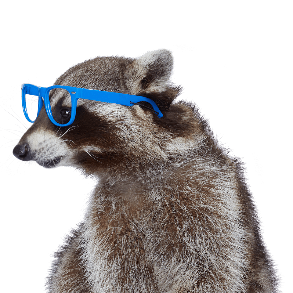 A raccoon wearing blue glasses
