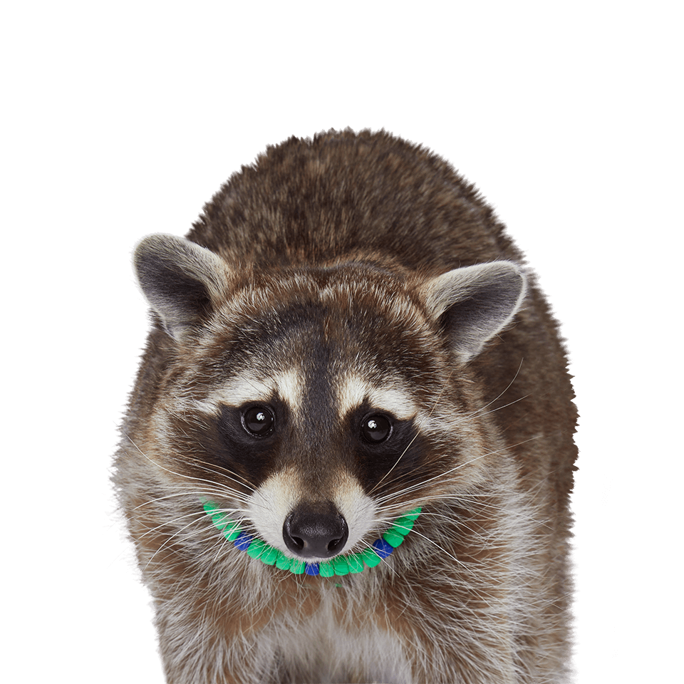 Recycling Raccoon Nyla P Lastic