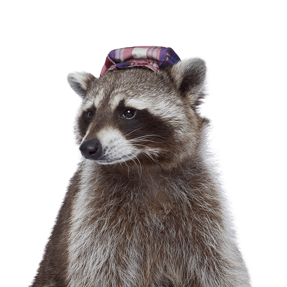 Recycling Raccoon Paper MacKay