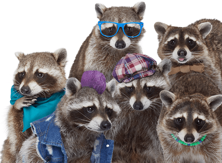 Six raccoons dressed up to teach recycling to Michigan.