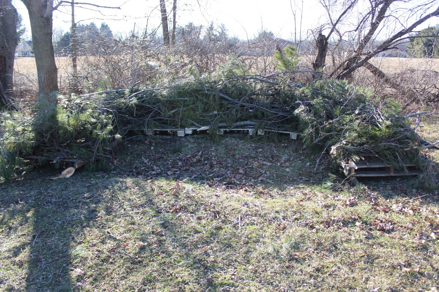 Brush pile showing pallets topped with storm debris to create a wildlife habitat.