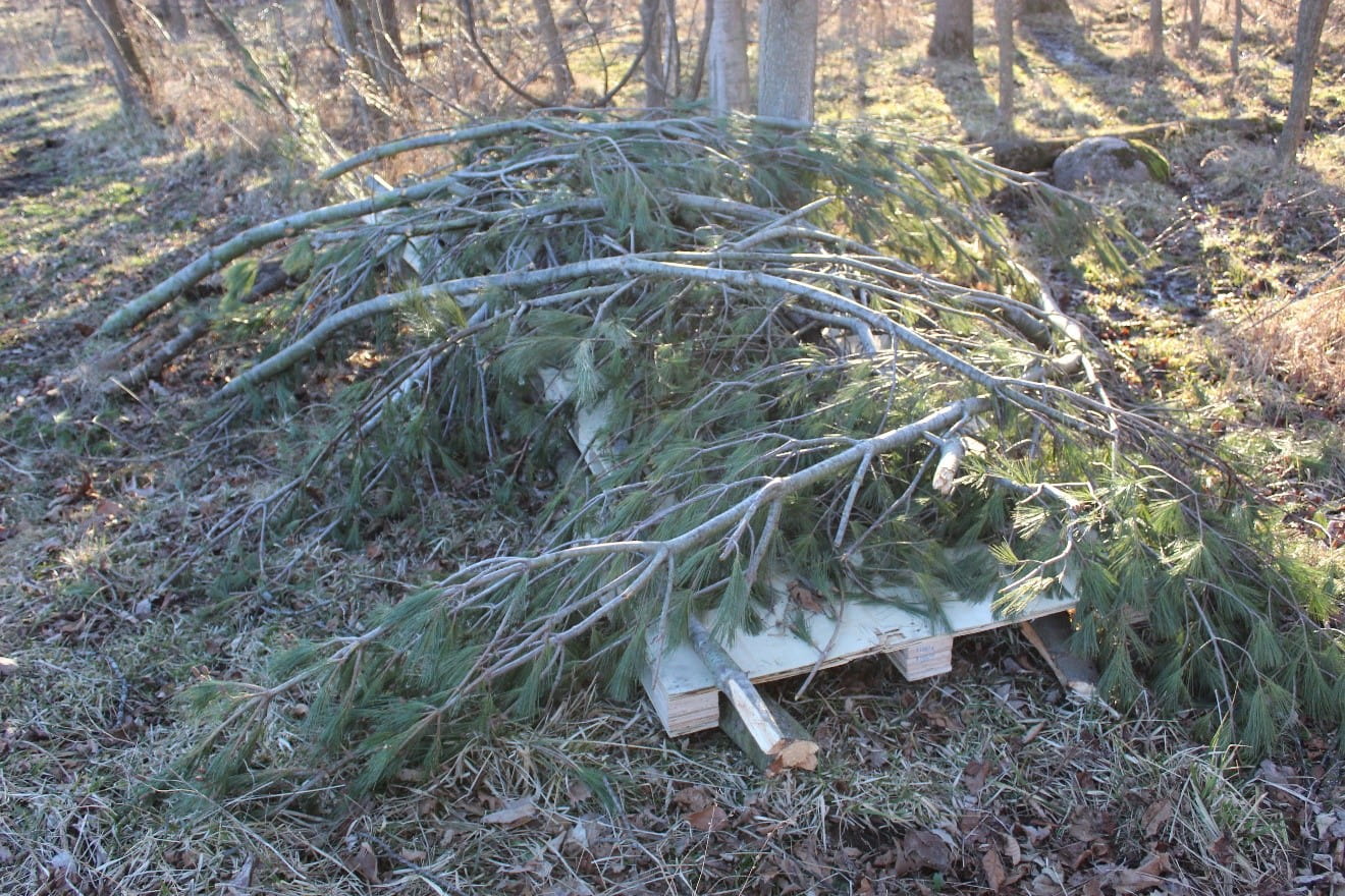 Branches piled on pallets
