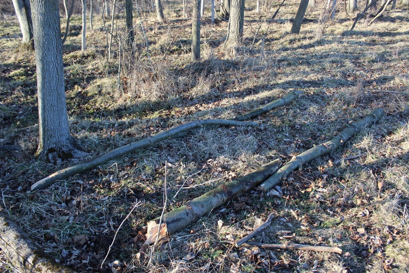 Pile of large tree limbs