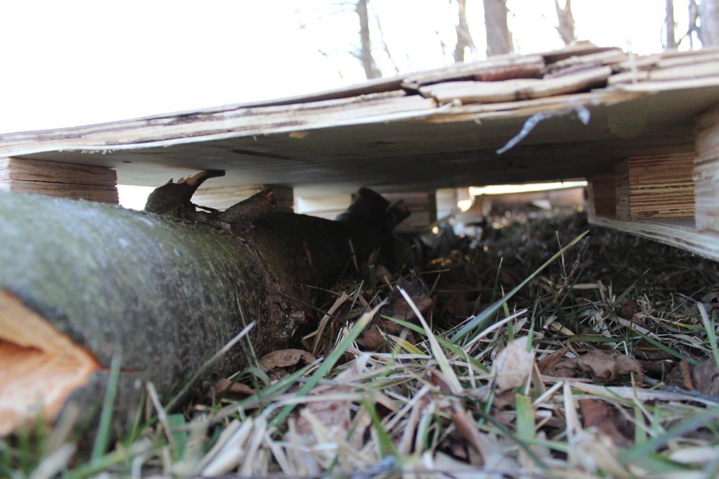 Wildlife-logs-under-pallet