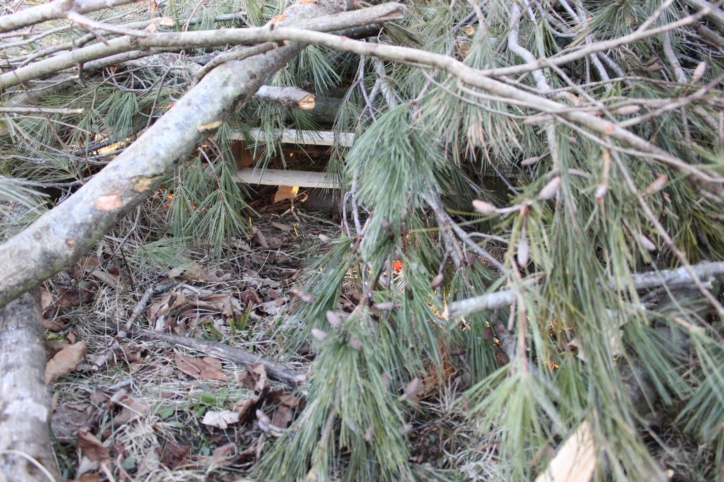 Logs stacked on top of pallets