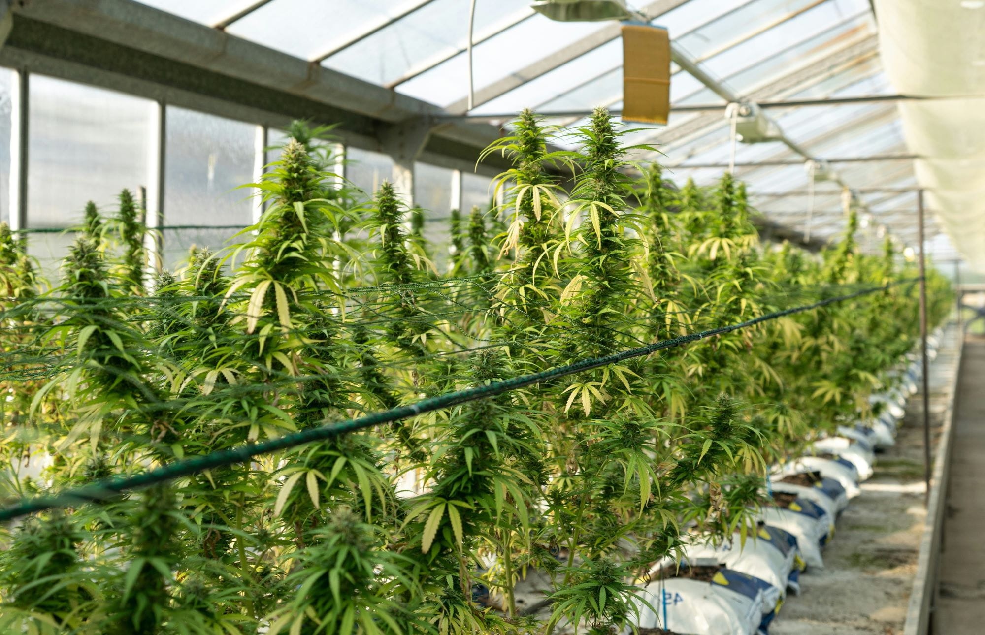Lush green marijuana plants lined up on a greenhouse shelf