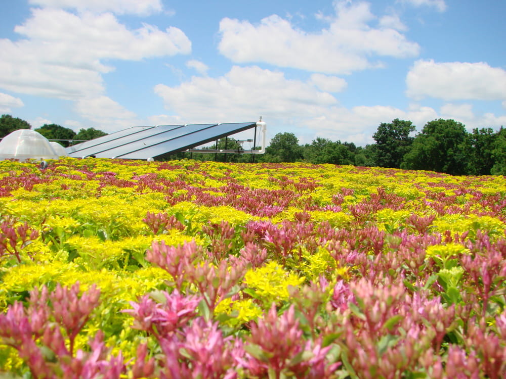 The green roof at Farmington Hills City Hall; a roof with bright green and pink plants and a solar panel in the background