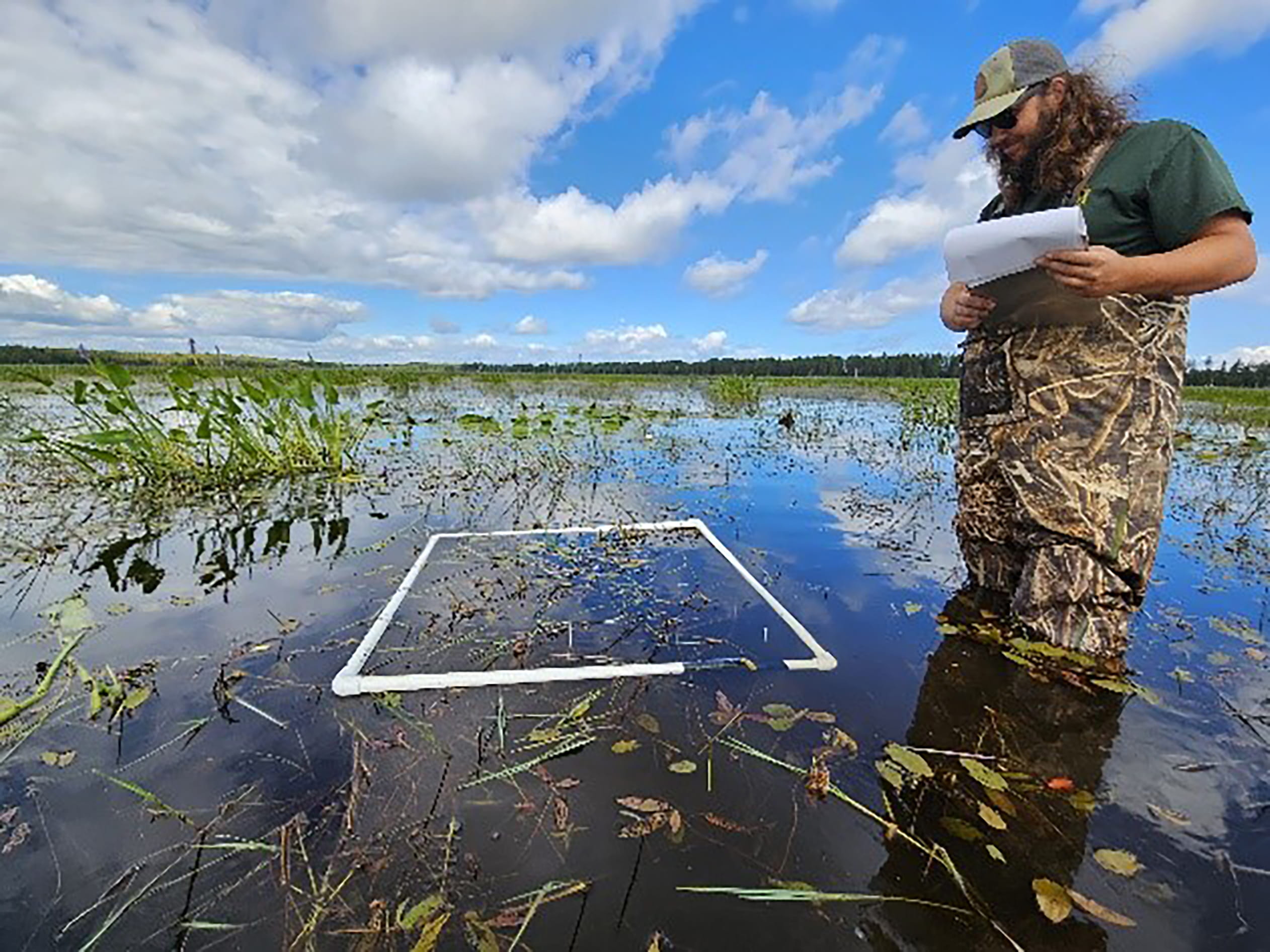 Jon Vigilant, DNR wildlife employee from Marquette, assessing wild rice seed germination at Sand River Flooding in Marquette County. Courtesy of DNR.
