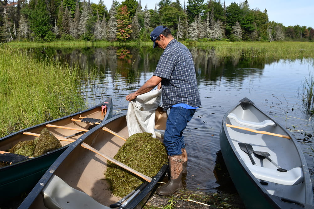 A man standing on the shore of a wetland with a canoe full of wild rice seeds