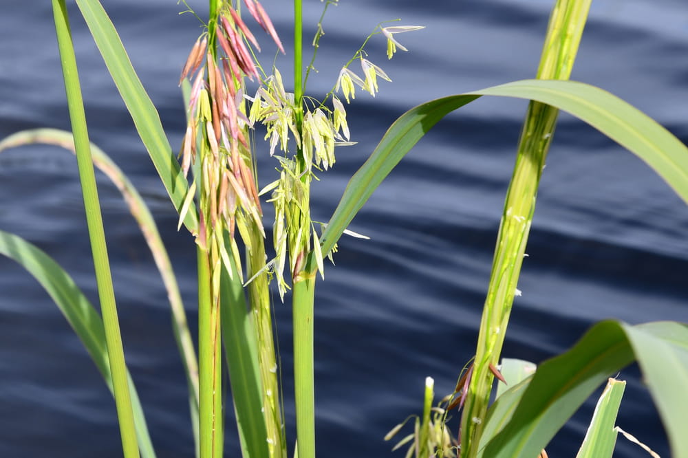A close-up of a wild rice plant