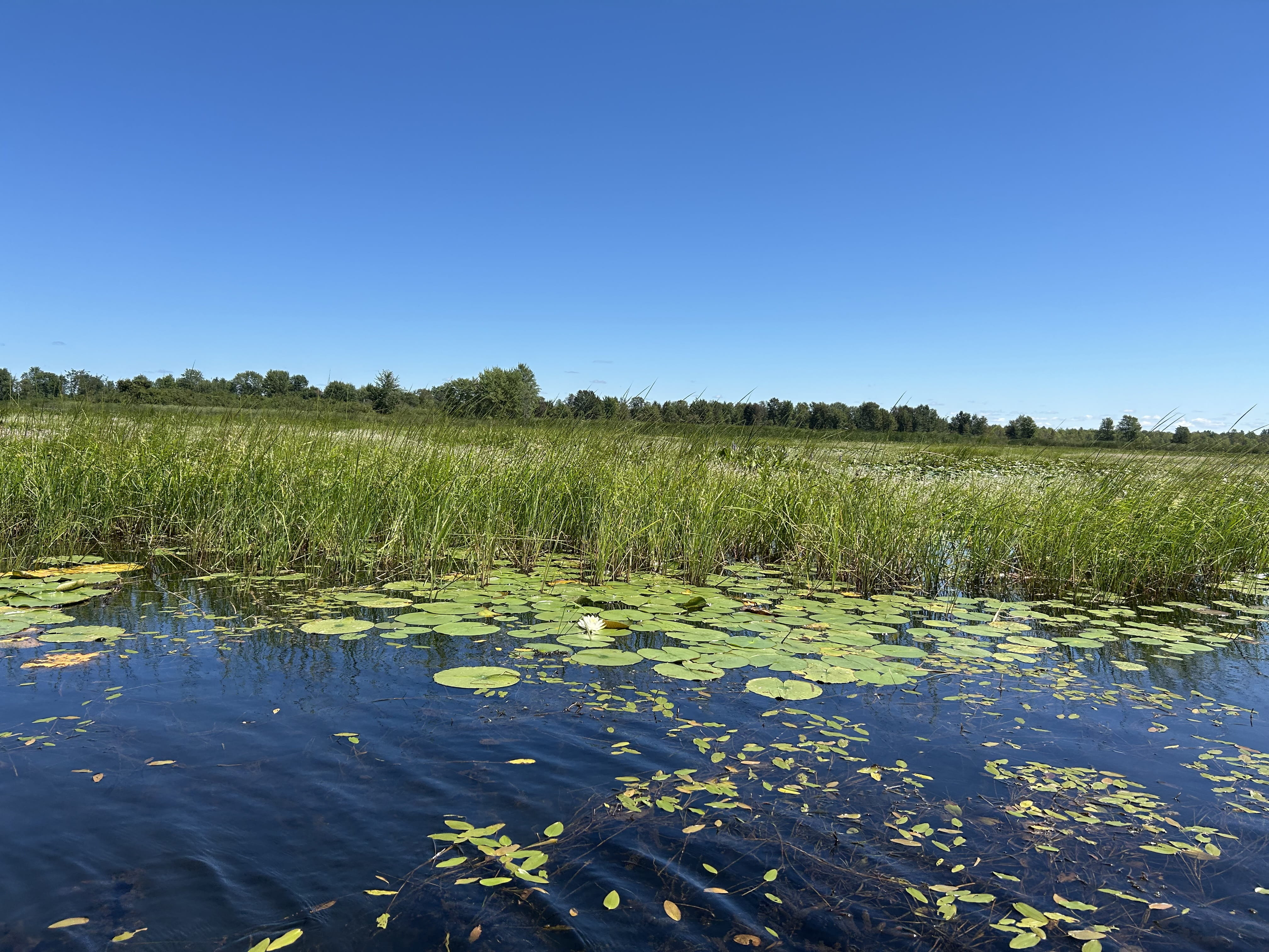 A large marshy area with abundant wild rice plants in the foreground under the summer sun