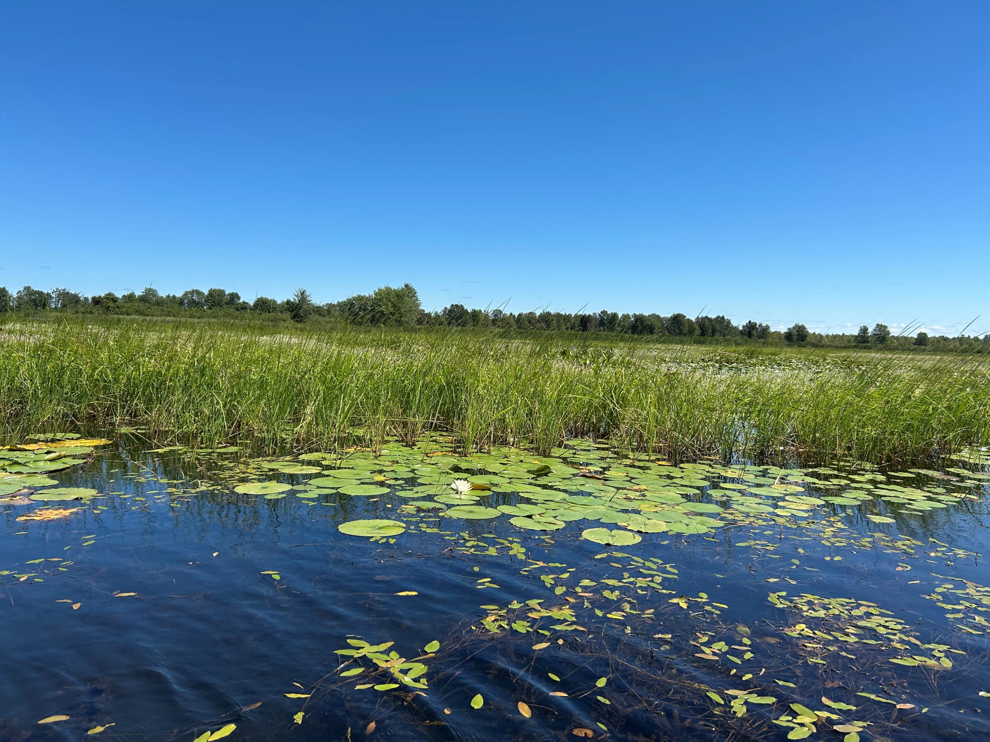 A large marshy area with abundant wild rice plants in the foreground under the summer sun