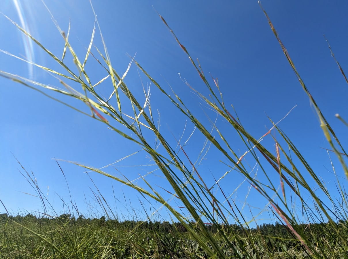 Sun shining on manoomin