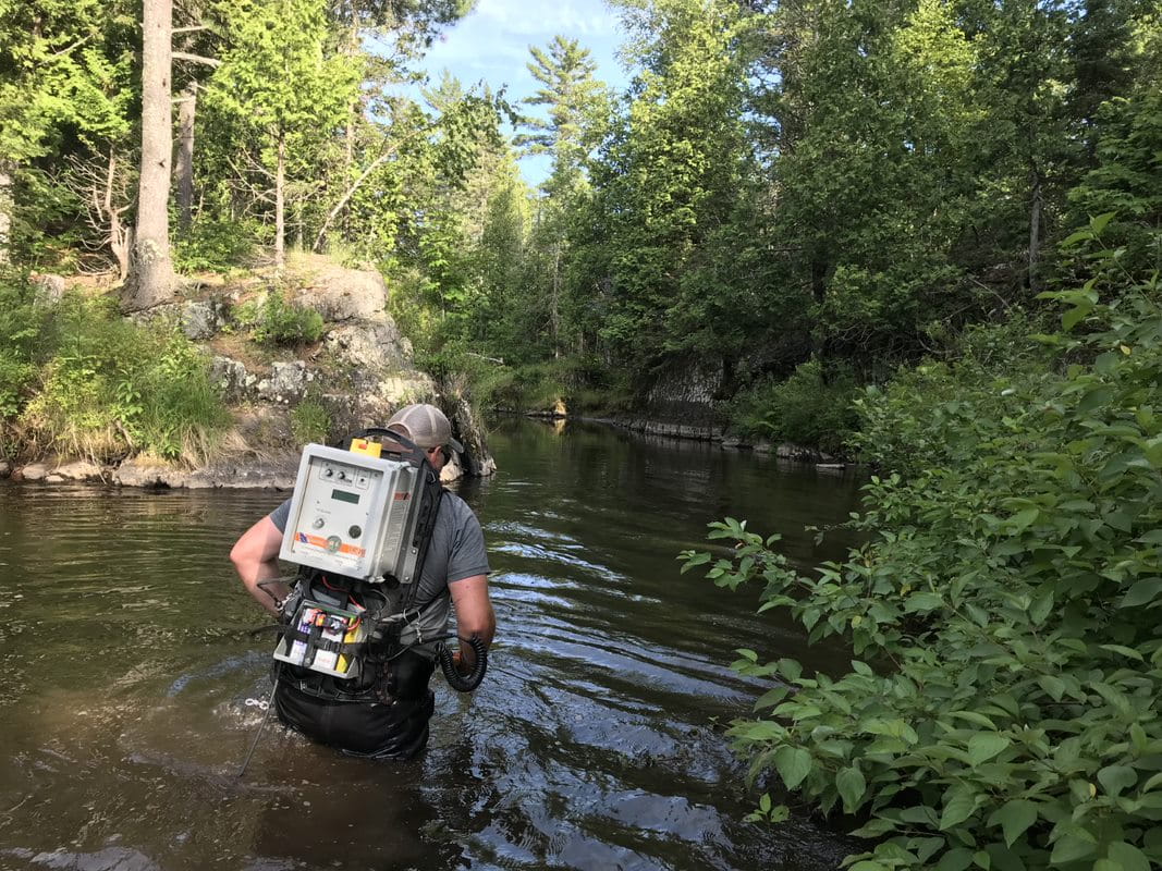 Aquatic biologist Mike McCauley collects fish from the Carp River near Negaunee