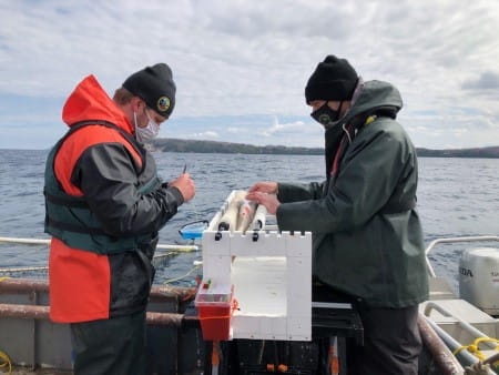 Implanting lake whitefish from Lake Michigan with acoustic tags. (Photo courtesy of DNR)