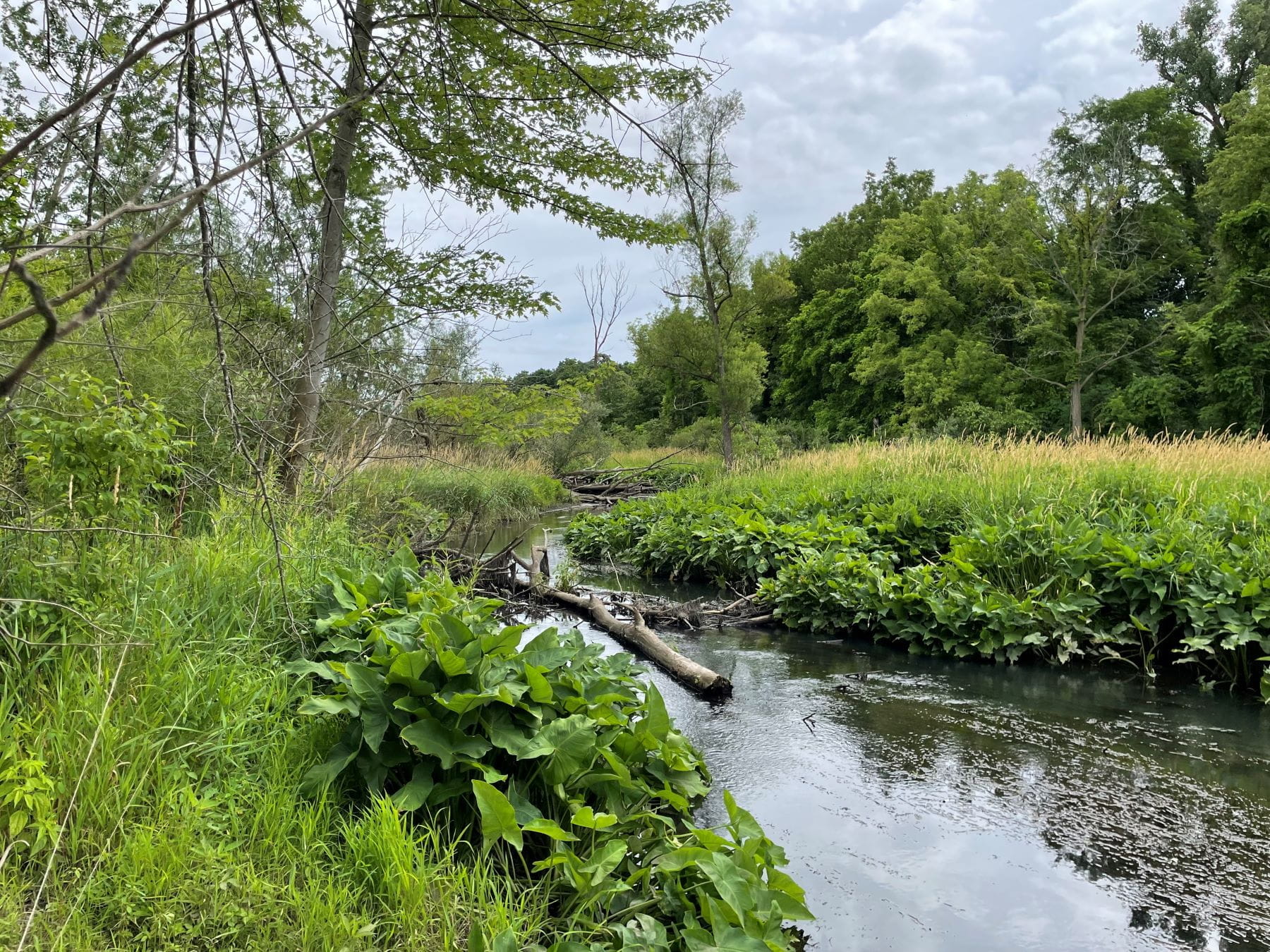Ox Creek restoration in Benton Harbor area.