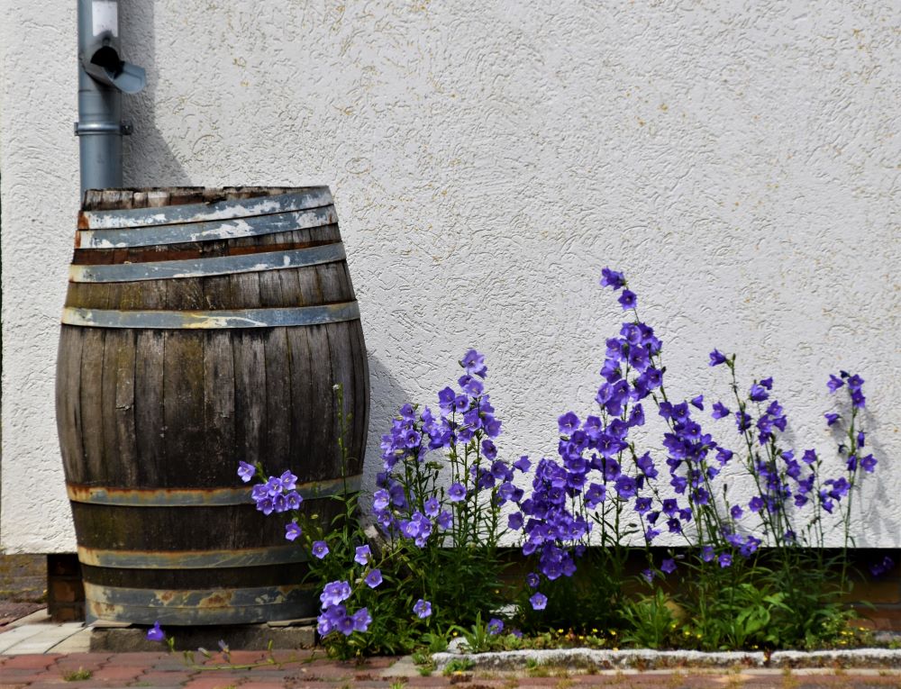 A wooden rain barrel beneath a gutter, with a garden of purple flowers next to it
