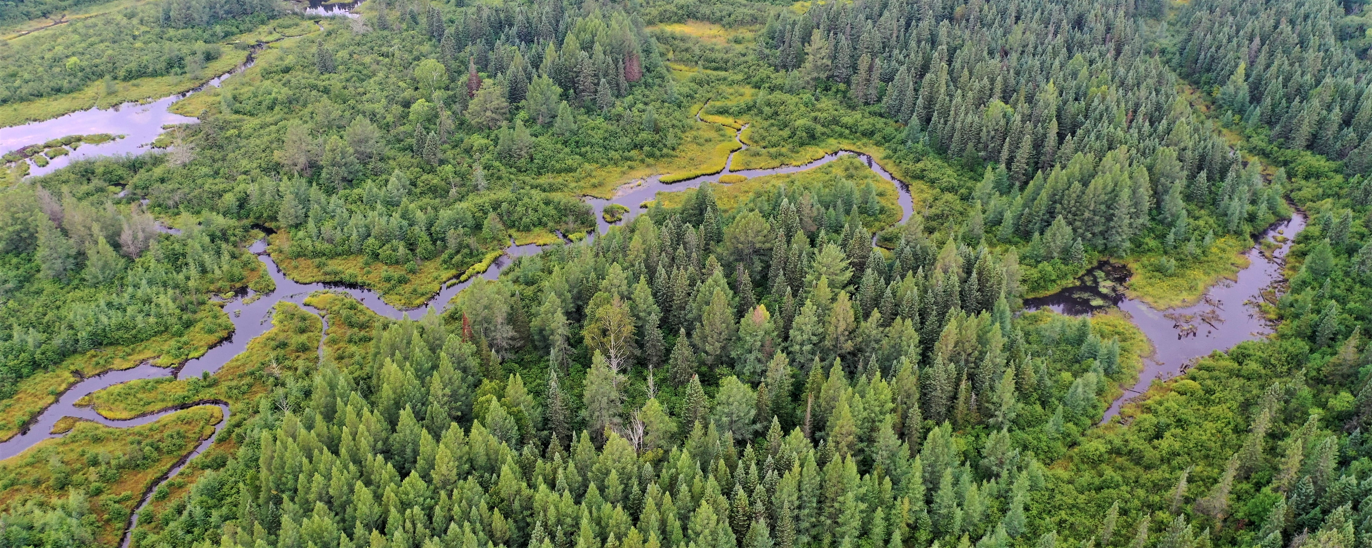 Conservation of lands such as the headwaters of the Manistee River in their natural state offers climate benefits by sequestering carbon dioxide and providing habitat for wildlife. Photo courtesy of Michigan Natural Features Inventory.