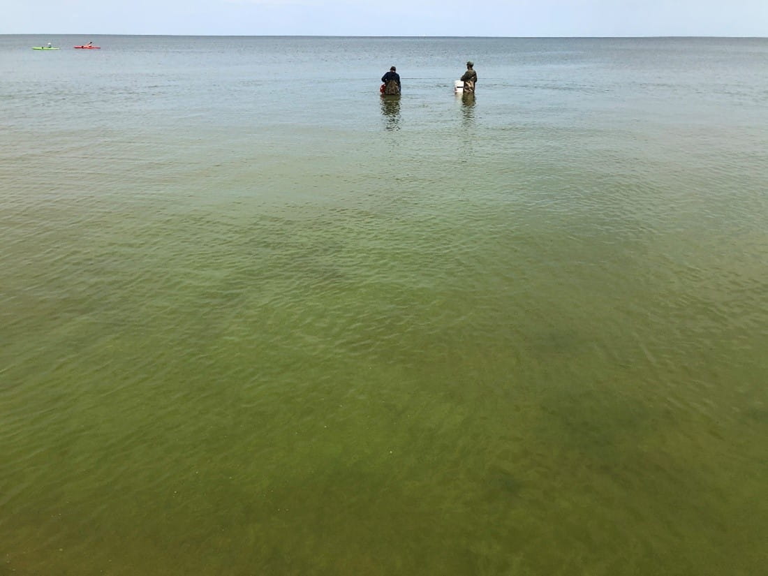 Cyanobacteria, or blue-green algae, blooms at Wenona Beach on Saginaw Bay in past years.