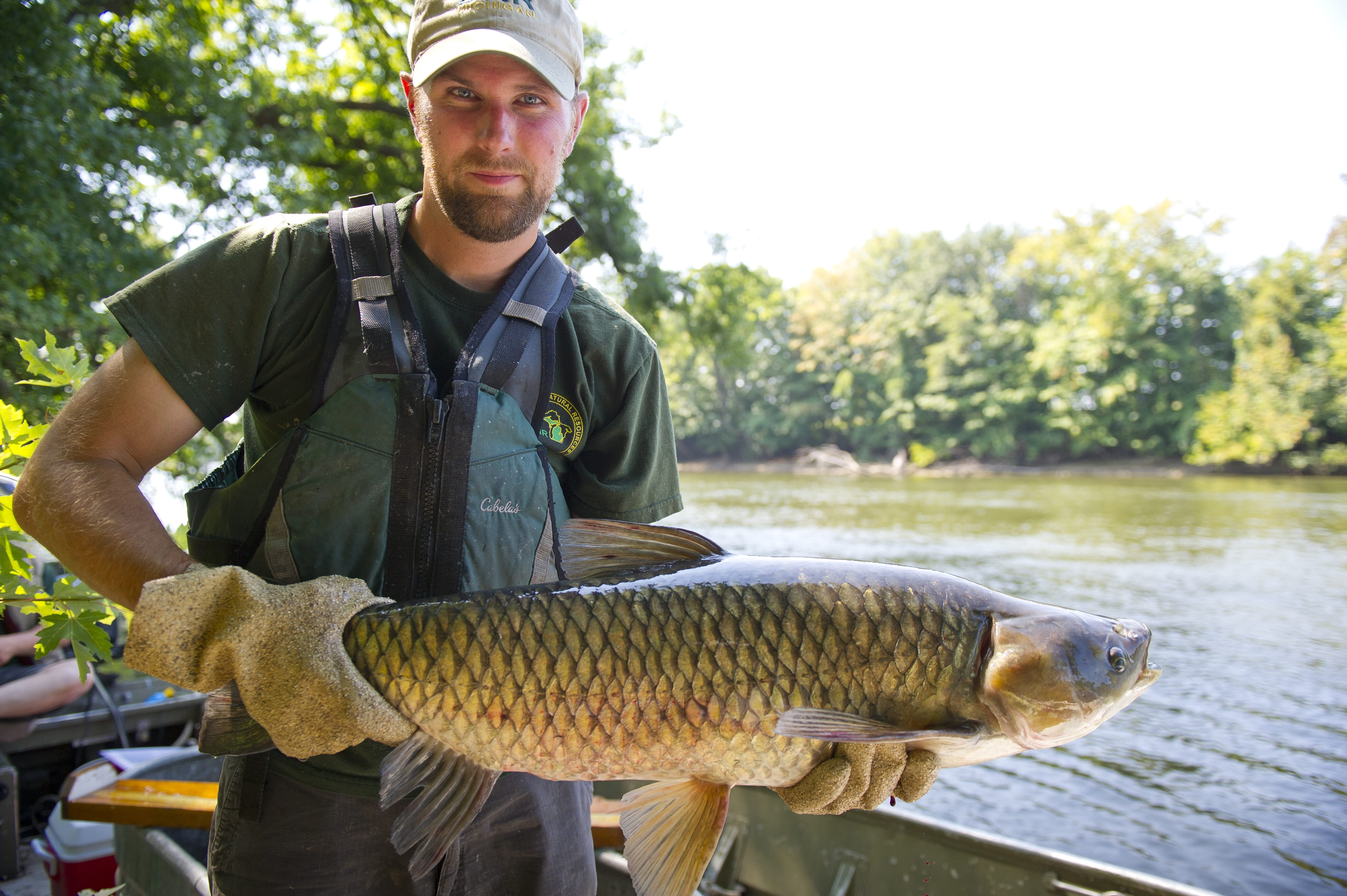 A grass carp is caught on the St. Joseph River in Berrien County during an invasive carp exercise. Photo courtesy of the DNR.  