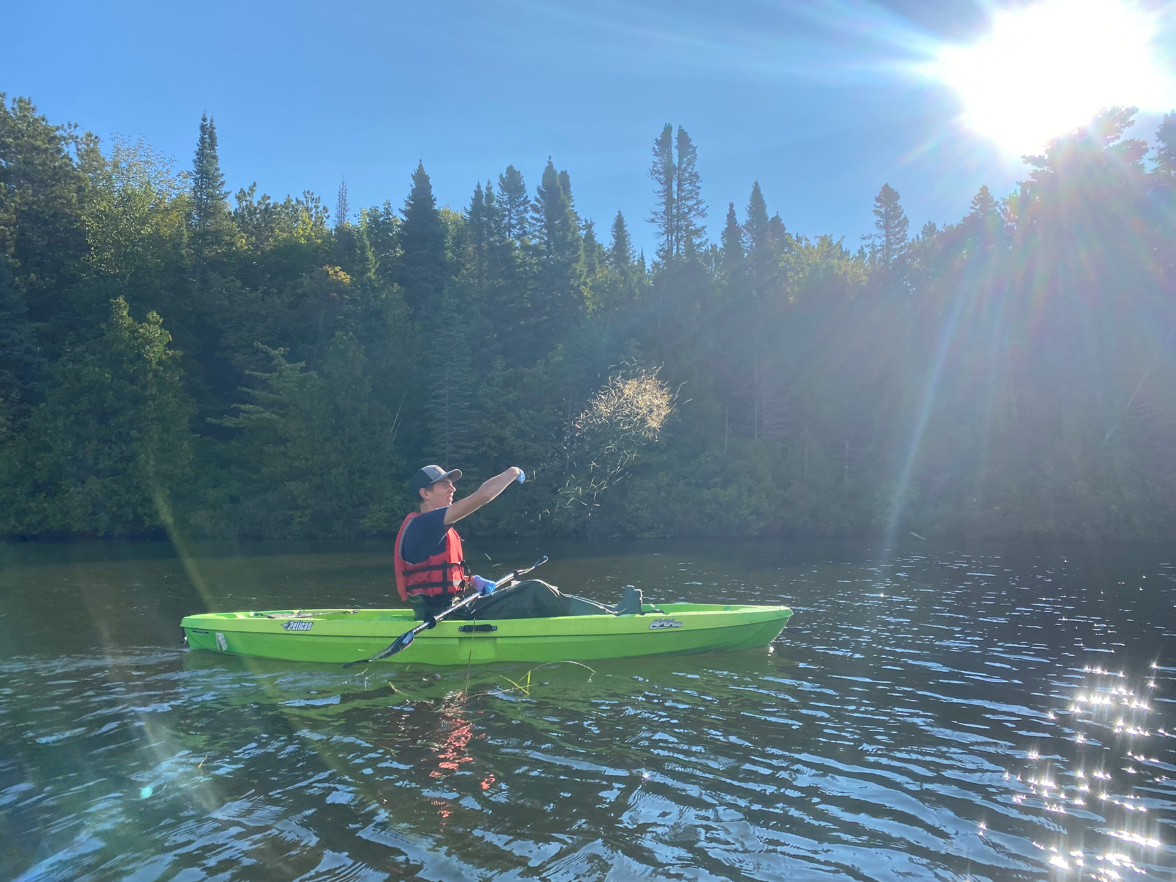 Students in a high school natural resources career and technology class offered through LSSU’s Center for Freshwater Research and Education in the College of Great Lakes Ecology and Education help Bay Mills Indian Community plant manoomin, or wild rice, in an Upper Peninsula lake. Photo courtesy of LSSU.
