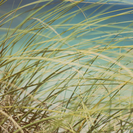 Close-up of Long Grass on Sand Dune