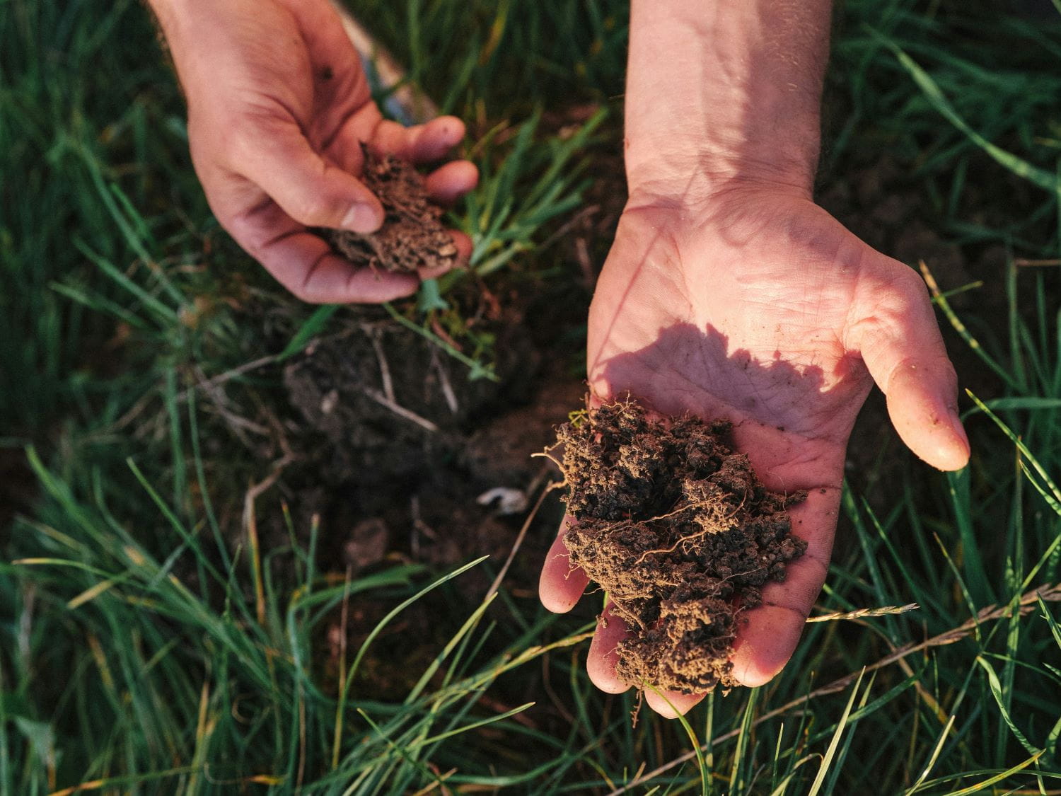 A handful of rich brown soil