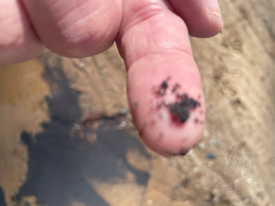 Snow fleas on a fingertip.