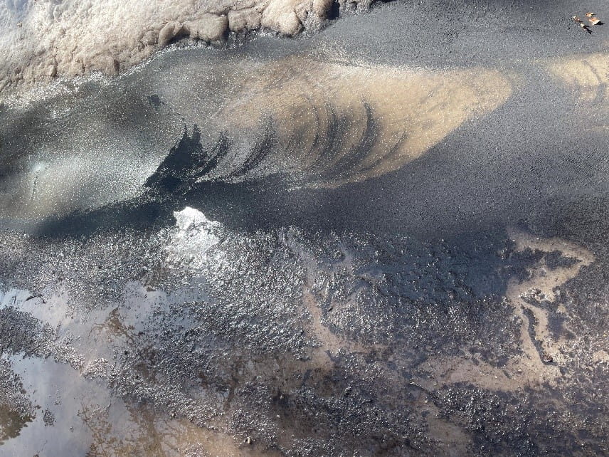 A swam of snow fleas on melting snow, a type of springtail, gather in numbers large enough to resemble an oil spill.