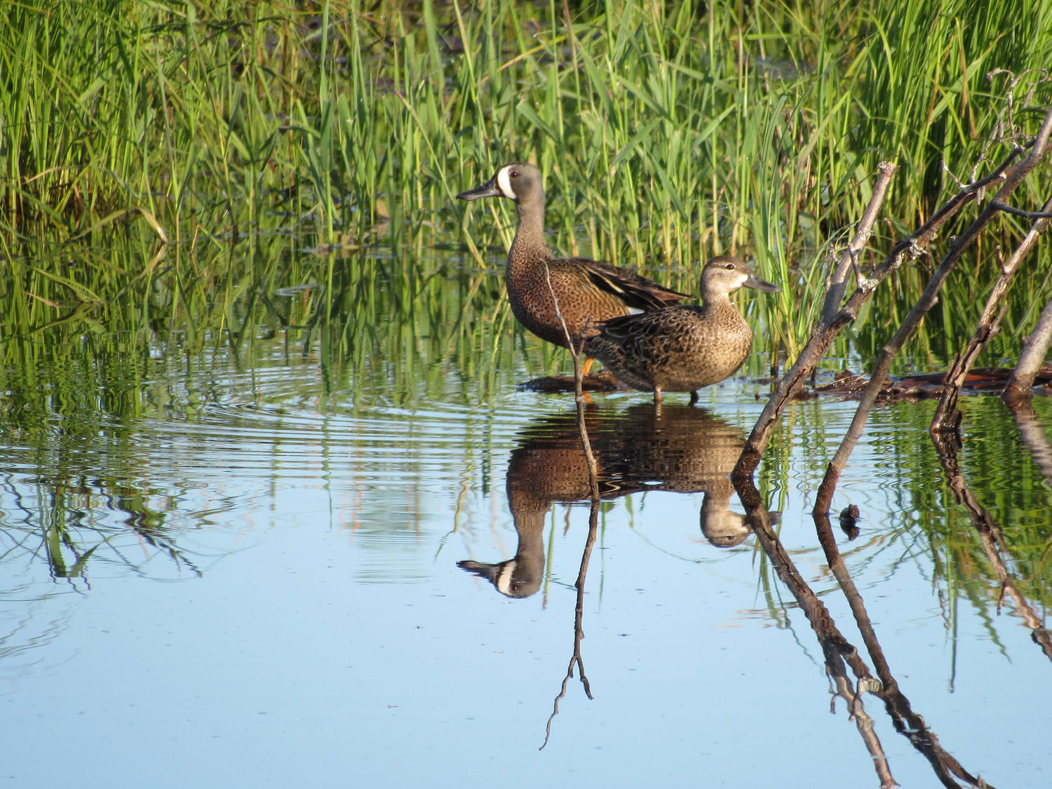 Two ducks stand in shallow water in a marsh with marsh grass in the background