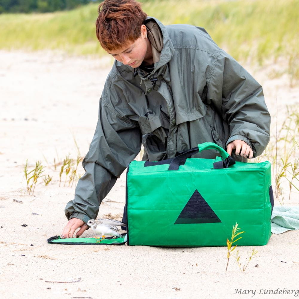 Rachel Fields releases captive-reared piping plovers. Photo courtesy of Mary Lundeberg
