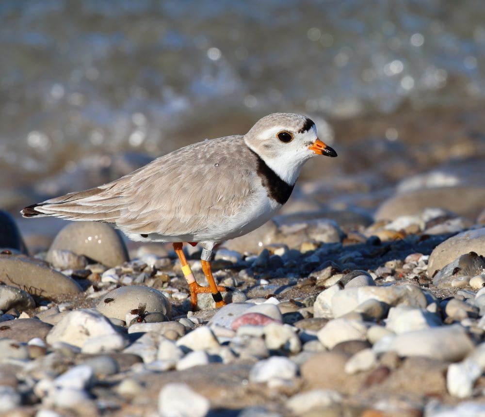 An adult Great Lakes piping plover forages at North Manitou Island in Sleeping Bear Dunes National Lakeshore.