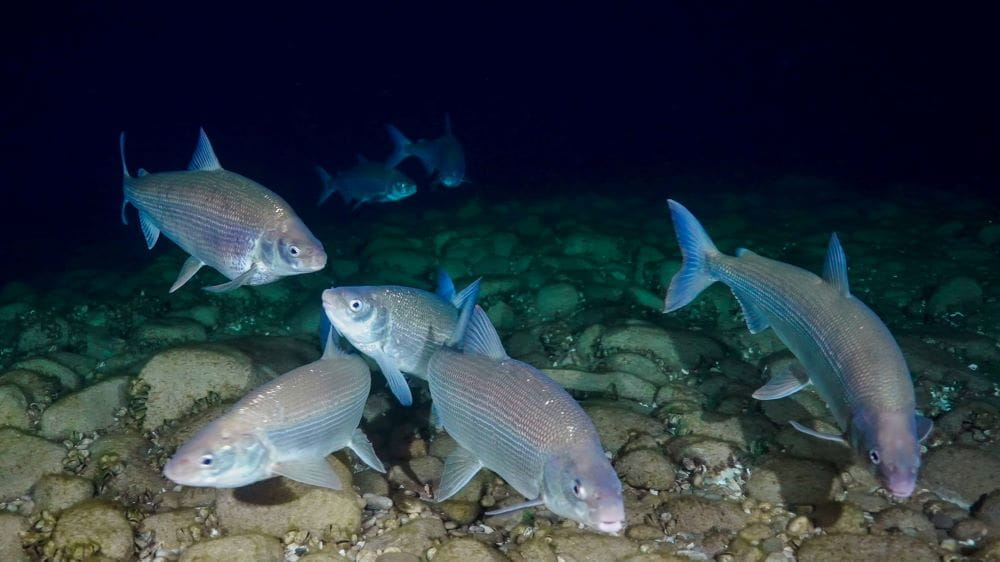 Lake whitefish congregating over rocky cobble. (Photo: Inspired Planet Productions) 