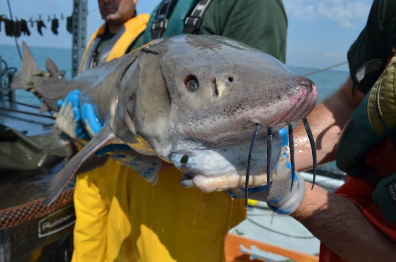 Lake Sturgeon with whiskers and vacuum-like mouth being held during a Summer Discovery Cruise. Credit Todd Marsee, Michigan Sea Grant
