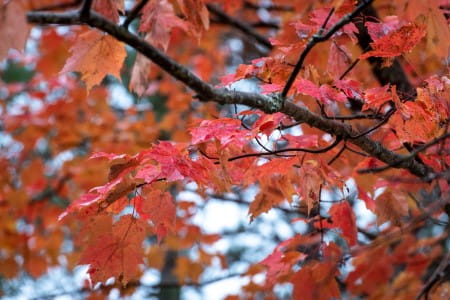 Autumn leaves on tree Credit: DNR
