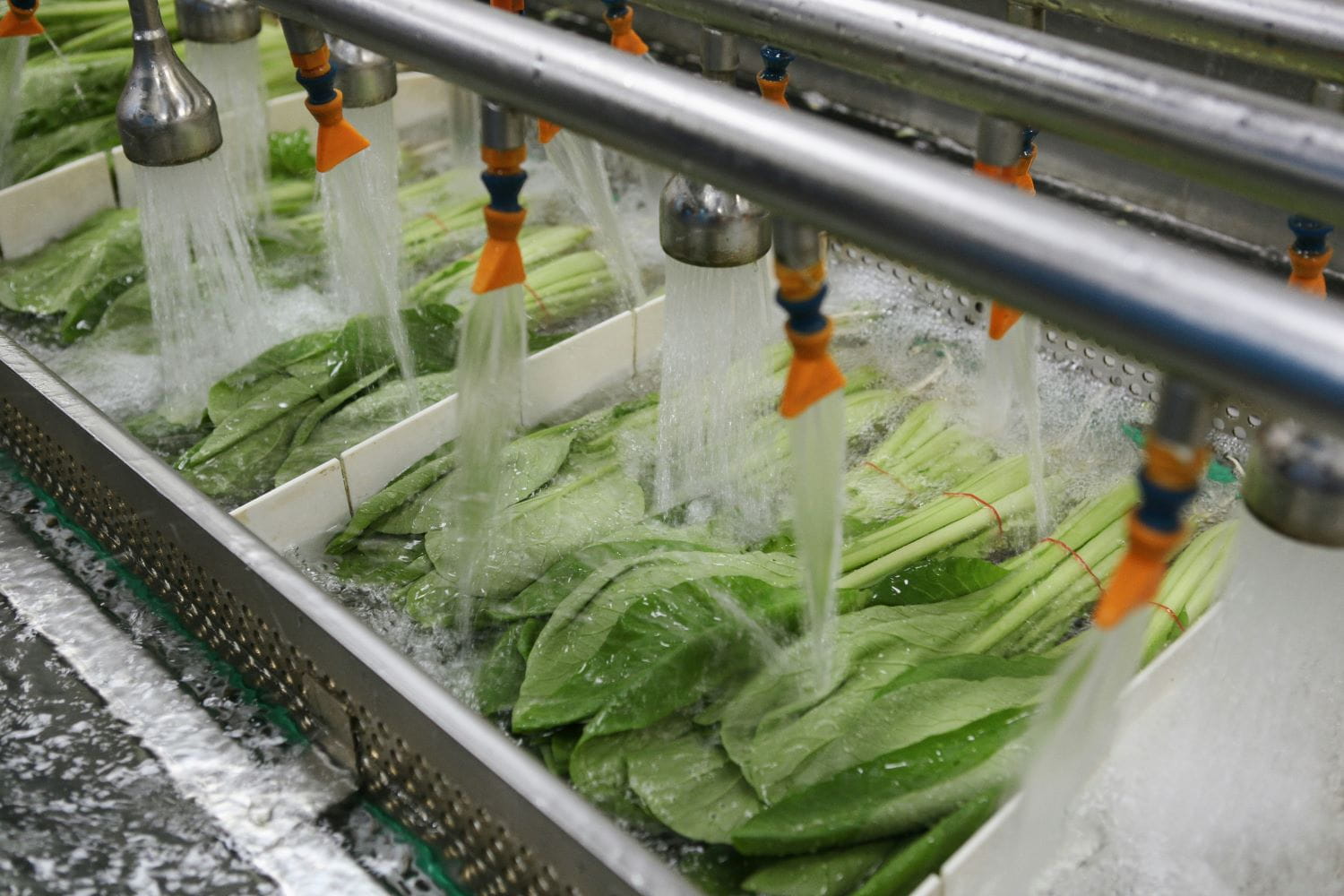 Closeup of industrial rinsing of a leafy green vegetable