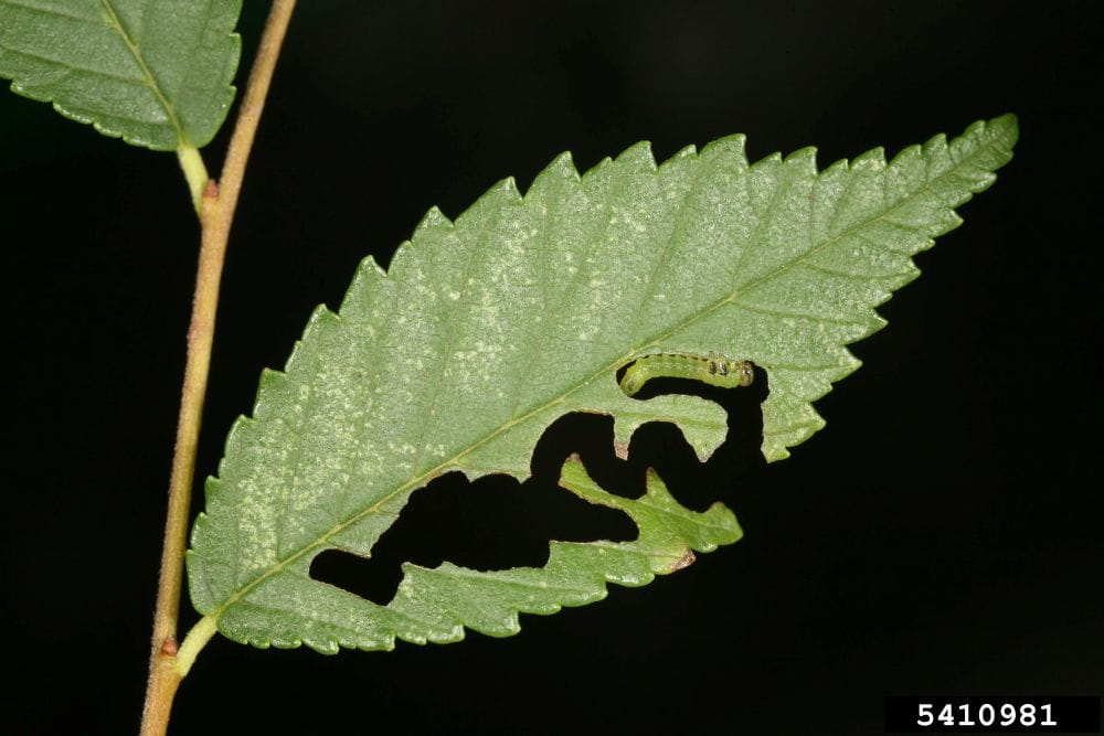 Young elm zigzag sawfly larvae create distinctive, meandering “zigzag” patterns starting at the leaf edges as they feed. Credit: Gyorgy Scosa, Hungary Forest Research Institute, Bugwood.org.