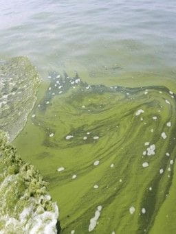 Harmful algae swirls in the Lake Erie surf in 2021.