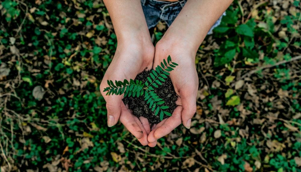 A person's hands cupping a mound of dirt with a sprouting plant
