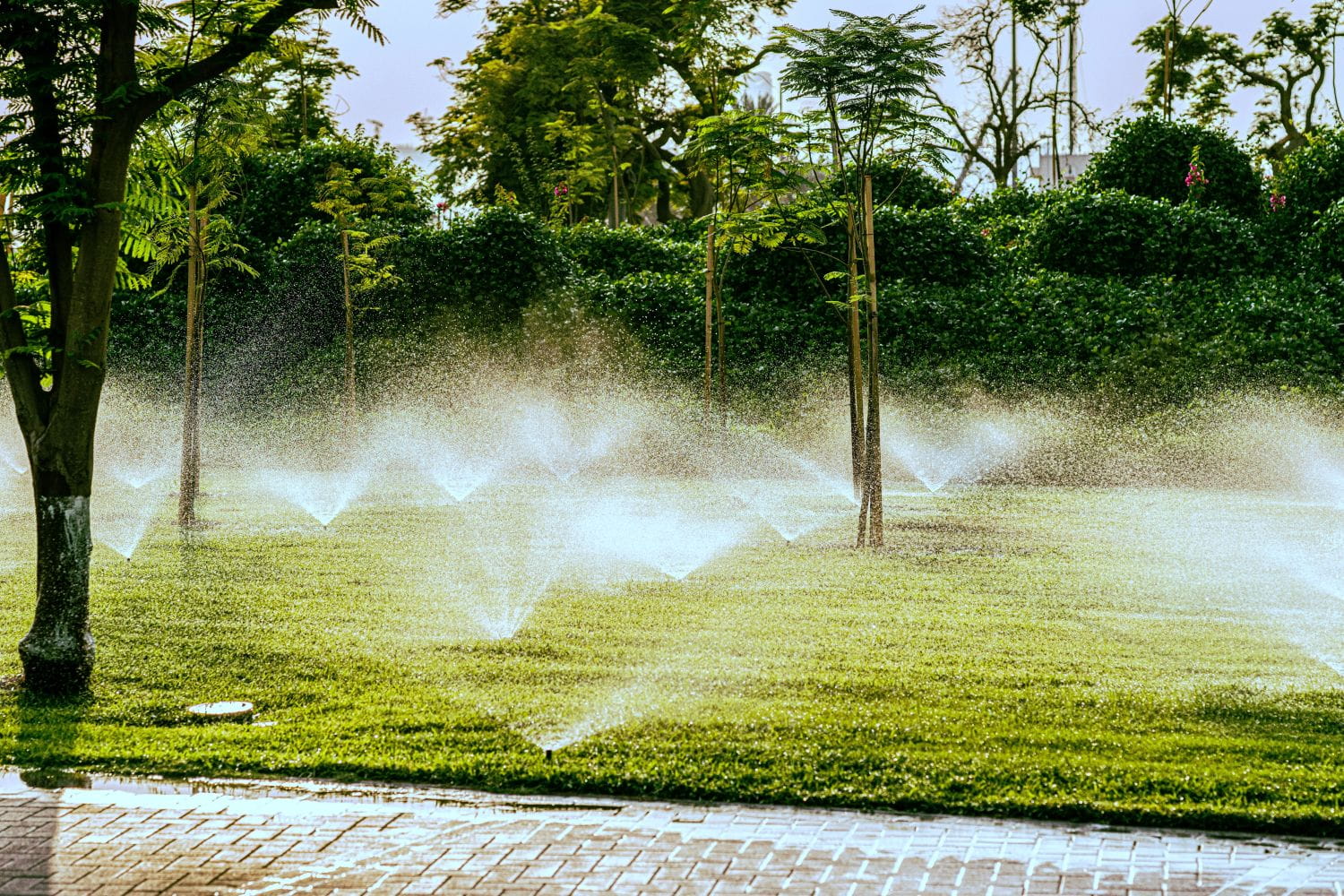 A large lawn with multiple sprinklers spraying water