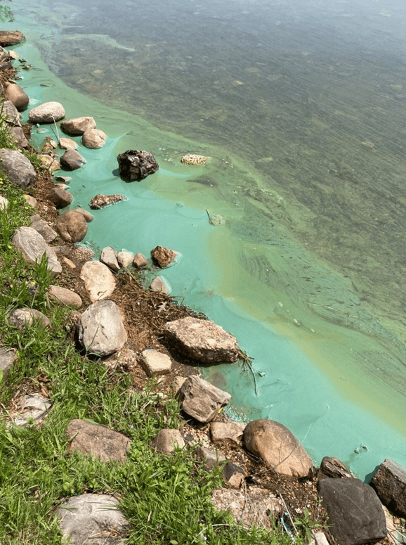 Michigan launches new online form to improve reporting, tracking of harmful algal blooms to help keep residents healthy