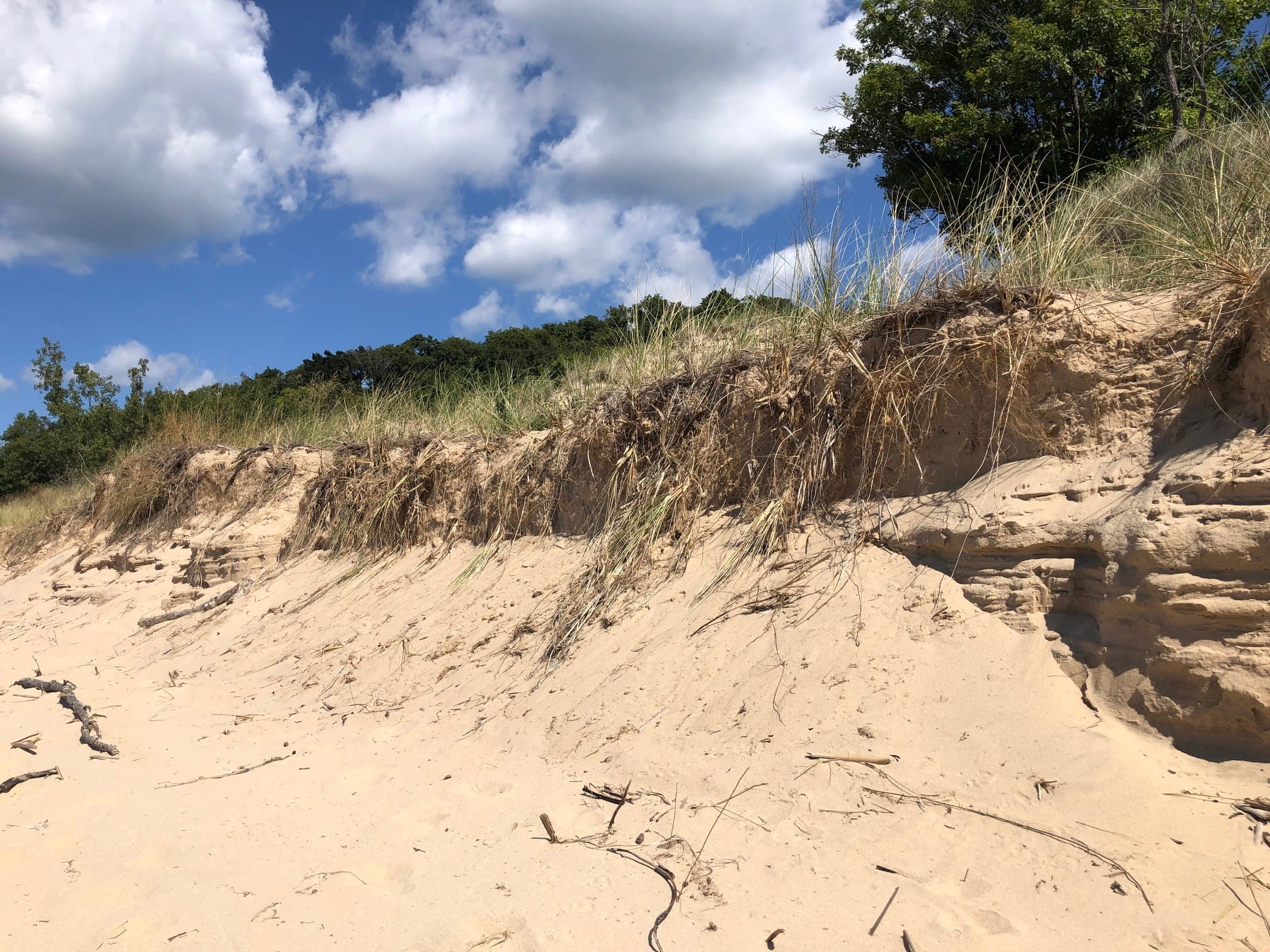 A close up of a large sand dune with trees far in the distance