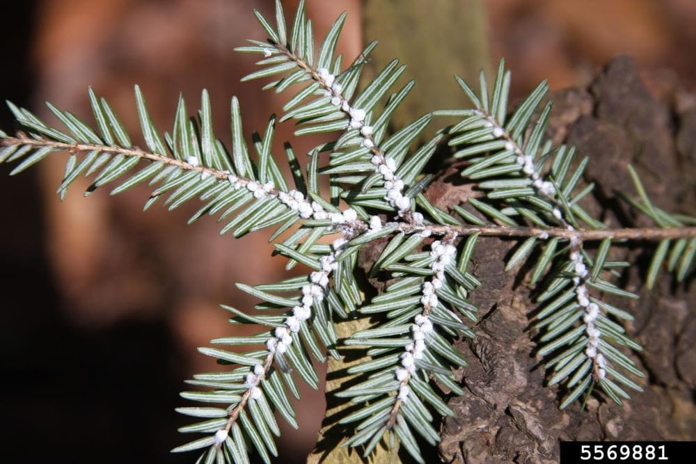 Round, white hemlock woolly adelgid ovisacs on the undersides of branches. near the base of the needles.