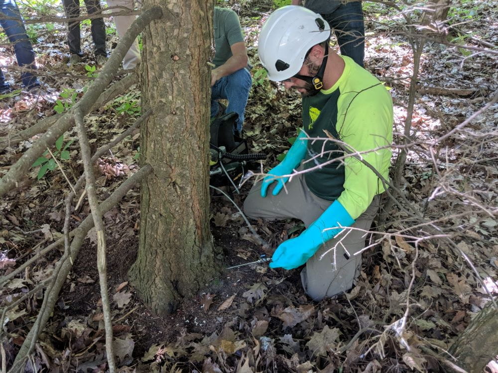 Two certified pesticide applicators inject an infested hemlock tree with pesticide.