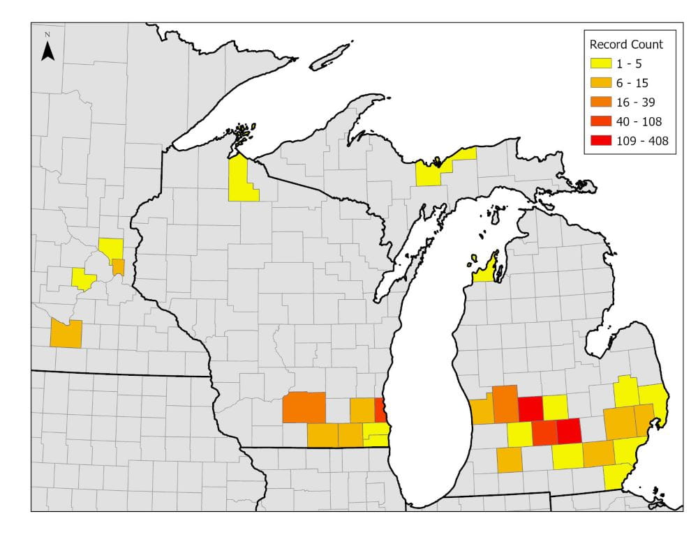A heat map of lesser celandine infestations by county in Michigan, Wisconsin and Minnesota. Courtesy of MIPN.