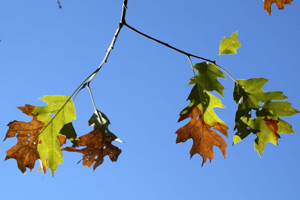 Leaves on a tree exhibiting oak wilt.