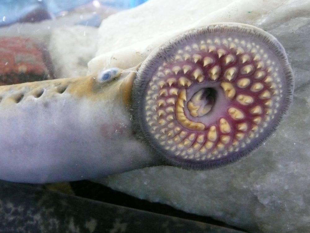 Sea lamprey close up