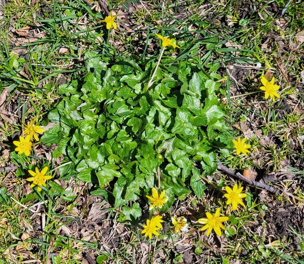 A lesser celandine plant growing along a pathway. DNR photo.